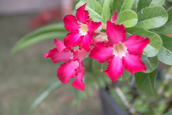 Desert rose flower from tropical climate — Stock Photo, Image