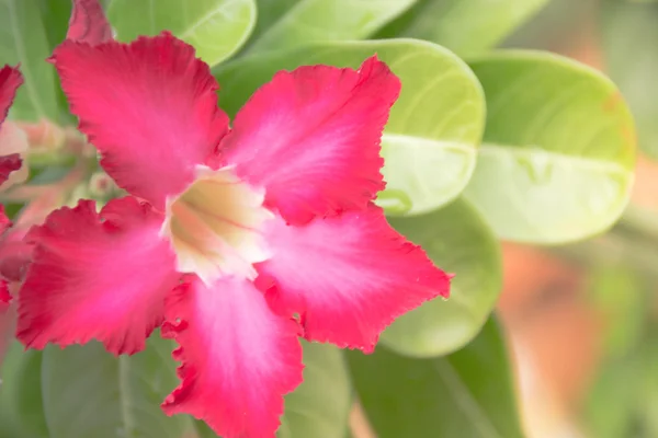 Fiore rosa del deserto dal clima tropicale — Foto Stock