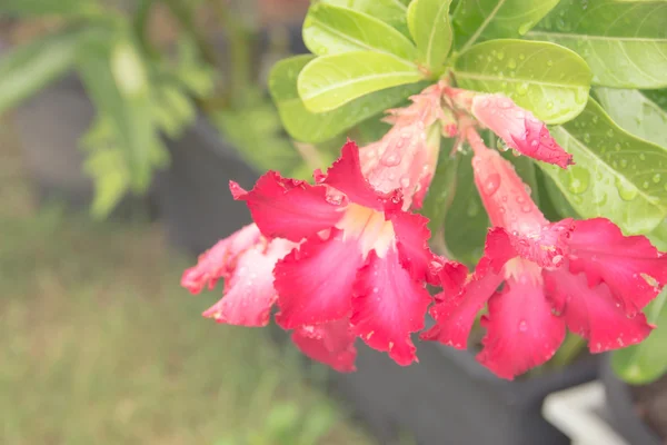 Květiny Azalea. pouštní růže květ z tropického klimatu — Stock fotografie