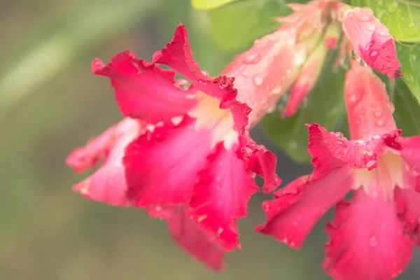 Azalea flowers. desert rose flower from tropical climate — Stock Photo, Image