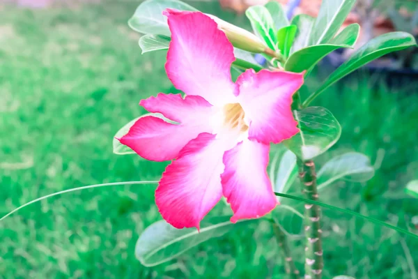 Desert Rose flowers. — Stock Photo, Image