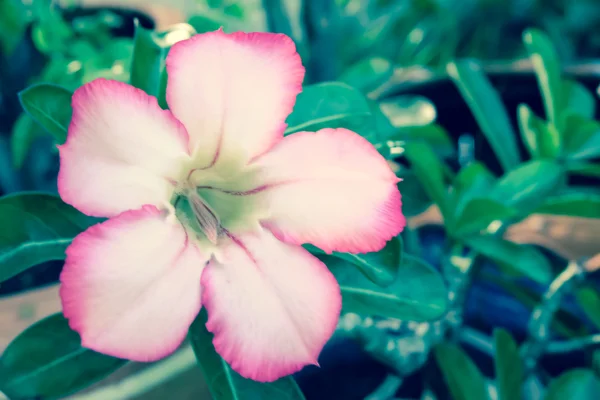 Fiori di rosa del deserto . — Foto Stock