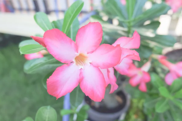 Fiore di rosa del deserto — Foto Stock