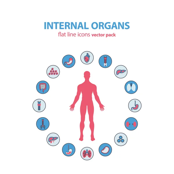 Människans anatomi ikoner. Vector inre organ piktogram set. — Stock vektor