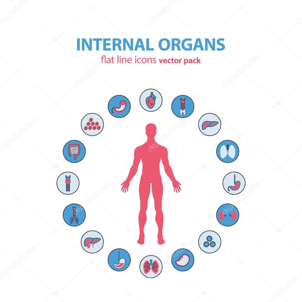 Human anatomy icons. Vector internal organs icon set. Vector Illustration.