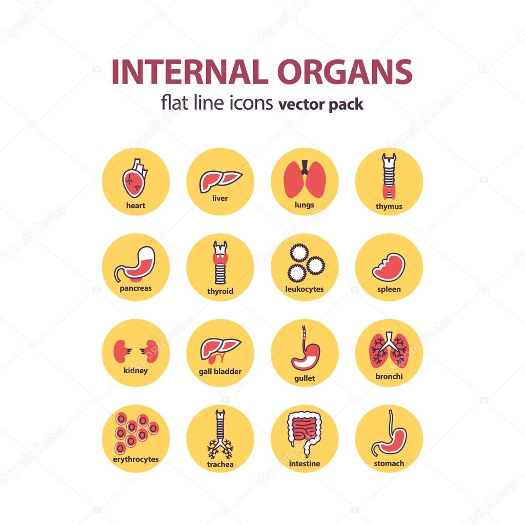 Human anatomy icons. Vector internal organs icon set. Vector Illustration of insides.