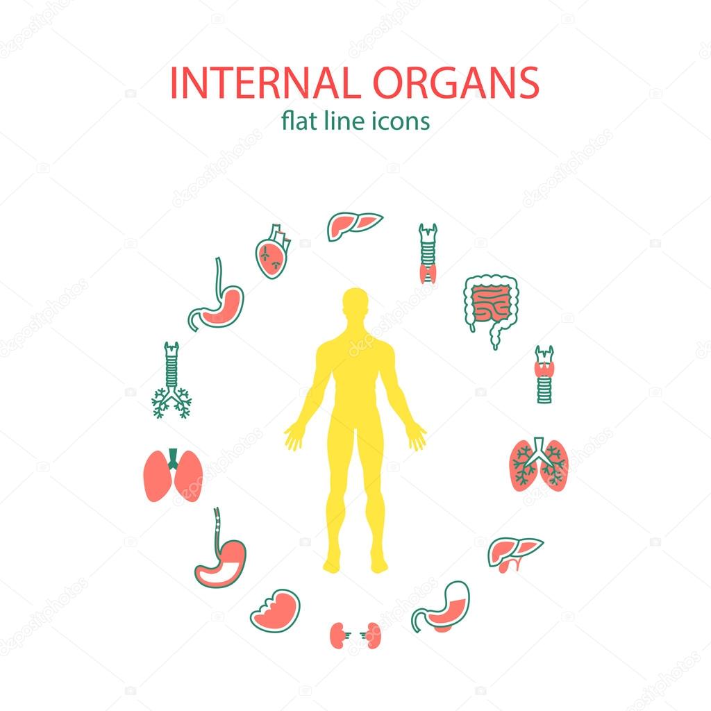 Flat line icons set of internal organs. Medical human organs icon set with body in the middle.
