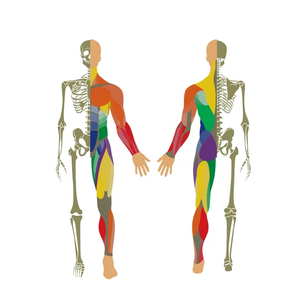 Menschliches Knochen- und Muskelsystem. Vorder- und Rückansicht. Anatomietafel. — Stockvektor