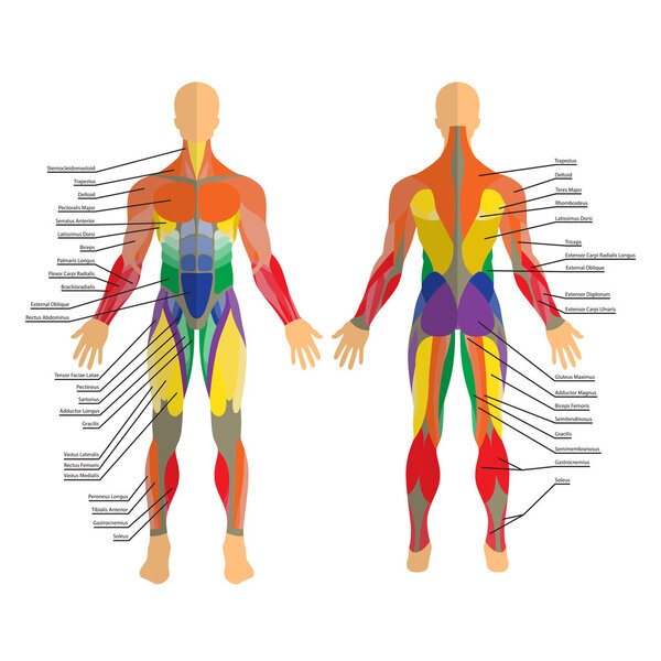 Detailed illustration of human muscles. Exercise and muscle guide. Gym training. Front and rear view.