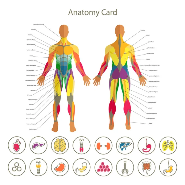 Anatomía del sistema muscular masculino. Vista delantera y trasera. Conjunto de iconos de órganos humanos médicos . — Archivo Imágenes Vectoriales