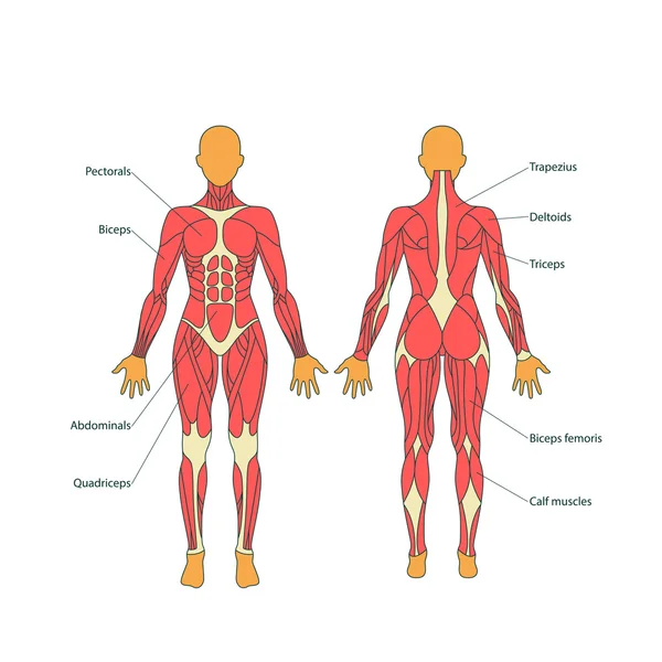 Ilustración de músculos humanos. El cuerpo femenino. Entrenamiento de gimnasia. Vista delantera y trasera. Anatomía muscular del hombre . — Vector de stock