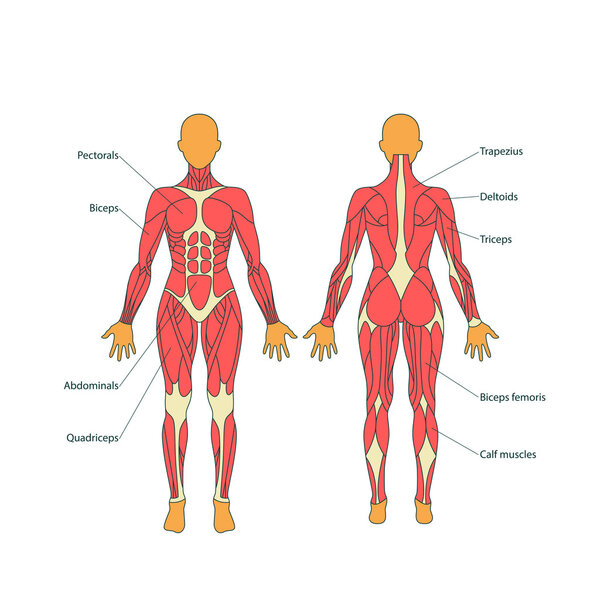 Illustration of human muscles. The female body. Gym training. Front and rear view. Muscle man anatomy.