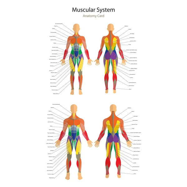 Illustration menschlicher Muskeln. weiblicher und männlicher Körper. Fitnesstraining. Vorder- und Rückansicht. Muskelmann-Anatomie. — Stockvektor