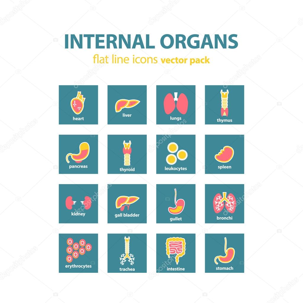 Human anatomy icons. Vector internal organs icon set. Vector Illustration.