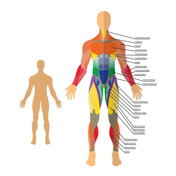 인간의 근육의 상세한 그림입니다. 운동과 근육 가이드입니다. 체육관 훈련. — 스톡 벡터