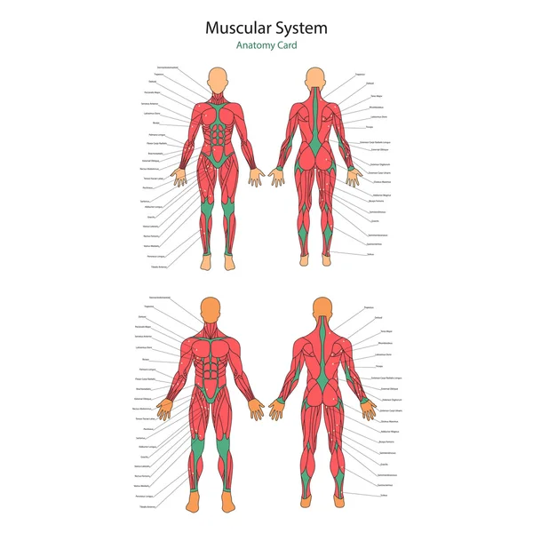 Ilustración de músculos humanos. Cuerpo femenino y masculino. Entrenamiento de gimnasia. Vista delantera y trasera. Anatomía muscular del hombre . — Vector de stock