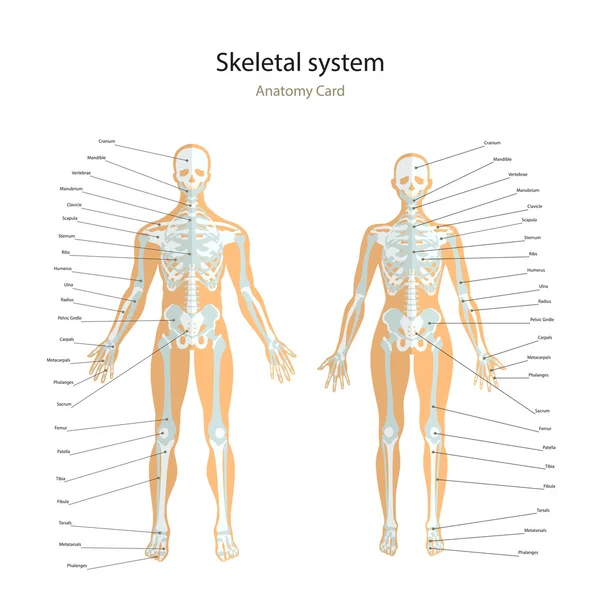 Guide d'anatomie. Squelette mâle et femelle avec explications. Vue de face . — Image vectorielle