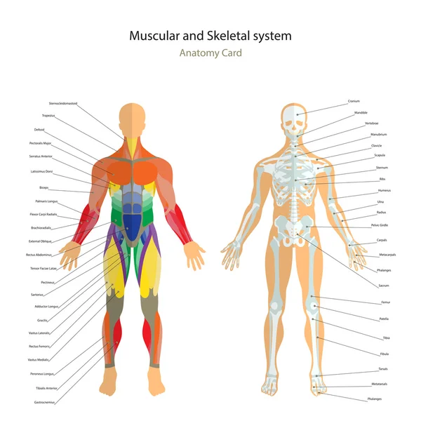 Podręcznik anatomii. Mapa mężczyzna szkielet i mięśnie z objaśnieniami. Widok z przodu. — Wektor stockowy
