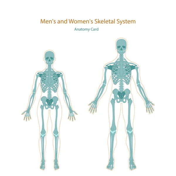 Guide d'anatomie. squelette masculin et féminin. Vue de face . — Image vectorielle