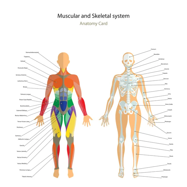 Anatomi Kılavuzu. Kadın iskelet ve kaslar açıklamalar ile eşleyin. Önden Görünüm.
