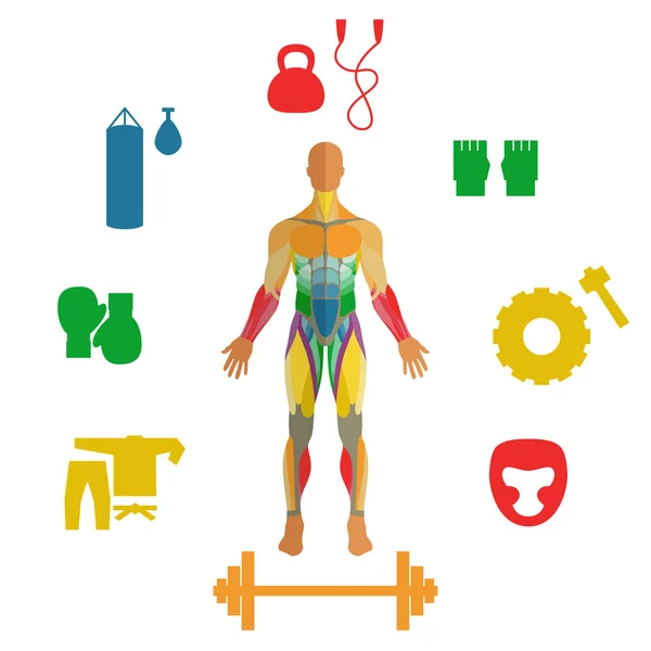 Menschliche Muskeln mit Ikonen der Sportausrüstung. Übung und Muskelführung. Fitnesstraining. Muskelmann-Anatomie. — Stockvektor