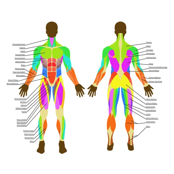 Ilustração detalhada dos músculos humanos. Exercício e guia muscular. Treino de ginástica. Vista frontal e traseira . —  Vetores de Stock