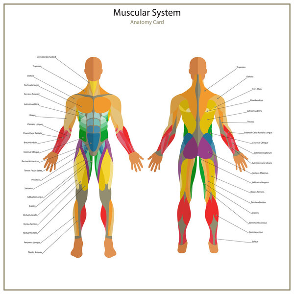 Illustration of human muscles. Exercise and muscle guide. Gym training. Front and rear view. Muscle man anatomy.
