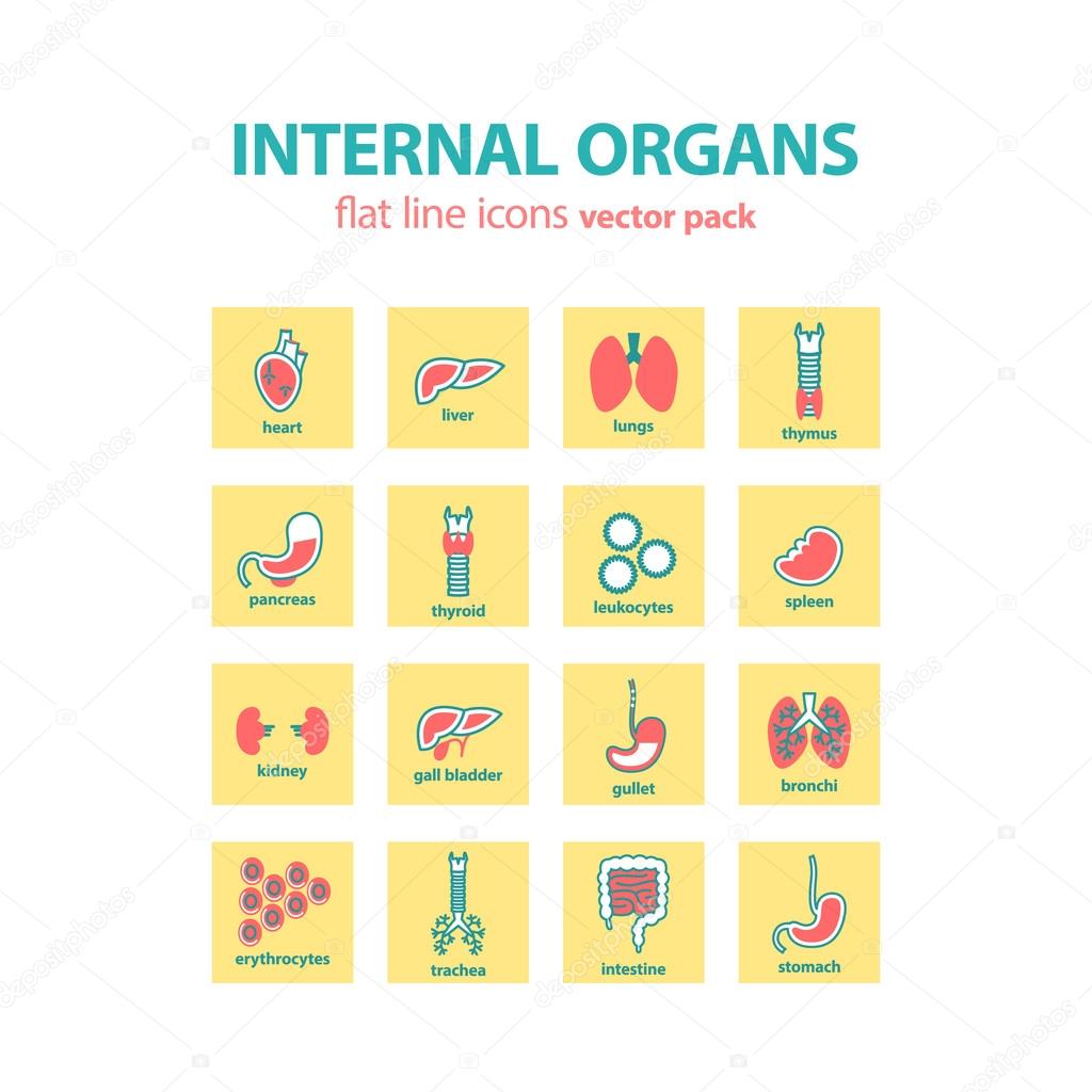Human anatomy icons. Vector internal organs icon set. Vector Illustration.