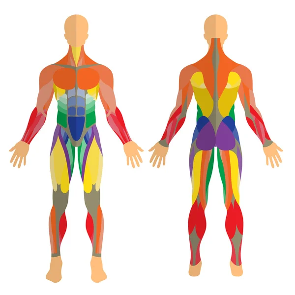 Ilustración detallada de los músculos humanos. Ejercicio y guía muscular. Entrenamiento de gimnasia. Vista delantera y trasera . — Vector de stock