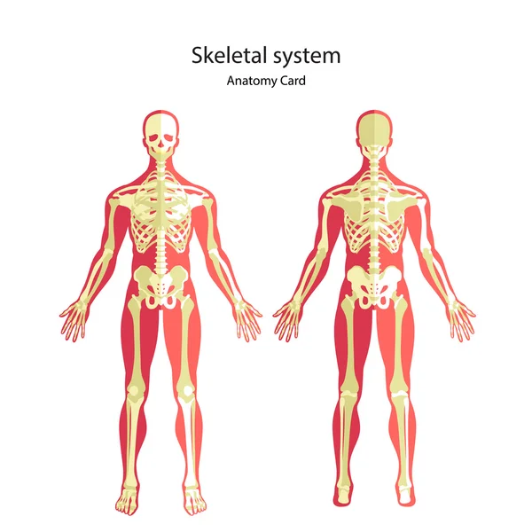 Anatomy guide of human skeleton. Anatomy didactic board of human bony system. Front and rear view. — Stock Vector