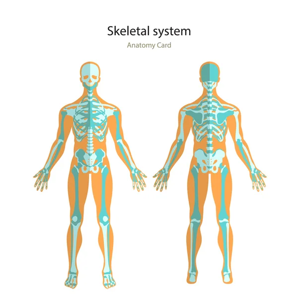 Guía de anatomía del esqueleto humano. Junta didáctica de anatomía del sistema óseo humano. Vista delantera y trasera . — Vector de stock