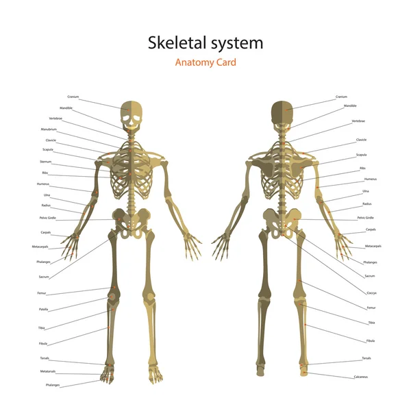 Przewodnik po anatomii ludzkiego szkieletu z objaśnieniami. Anatomia dydaktycznych zarządu układ kostny człowieka. Widok z przodu i tyłu. — Wektor stockowy