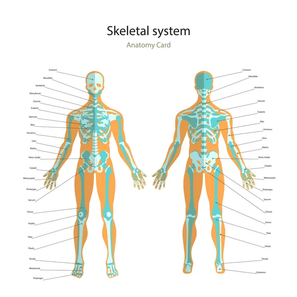 Przewodnik po anatomii ludzkiego szkieletu z objaśnieniami. Anatomia dydaktycznych zarządu układ kostny człowieka. Widok z przodu i tyłu. — Wektor stockowy