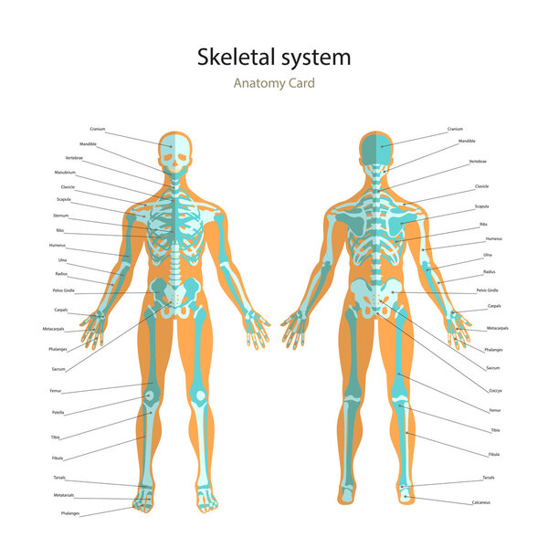 Anatomy guide of human skeleton with explanations. Anatomy didactic board of human bony system. Front and rear view.