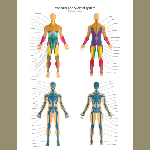 Anatomy guide. Male skeleton and muscular system with explanations. Front and back view.