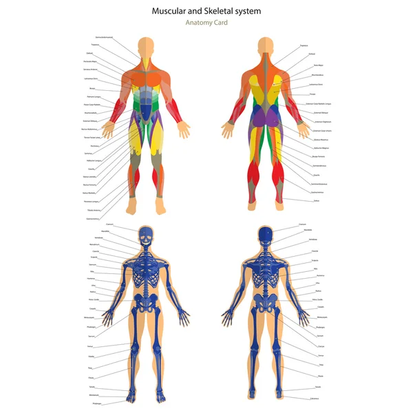 Anatomie gids. Mannelijke skelet en spierstelsel met uitleg. Voor- en achterkant weergave. — Stockvector