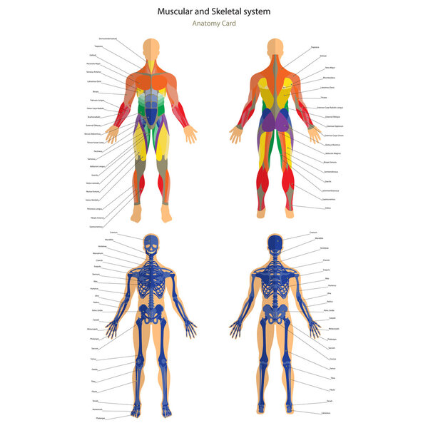 Anatomy guide. Male skeleton and muscular system with explanations. Front and back view.