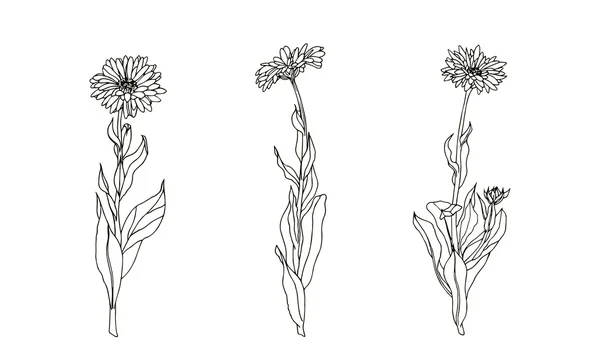 Ensemble de plantes médicinales. Vecteur calendula noir et blanc . — Image vectorielle