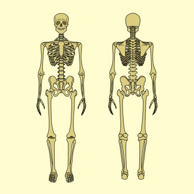 Human skeleton, front and rear view.