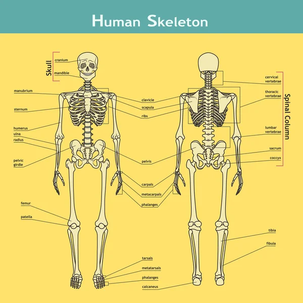 Human skeleton, front and rear view with explanatations. — Stock Vector