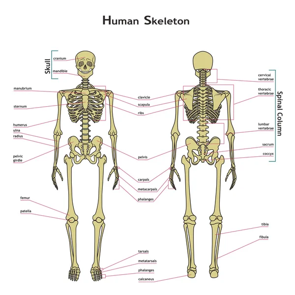 Esqueleto humano, vista delantera y trasera con explicaciones . — Archivo Imágenes Vectoriales