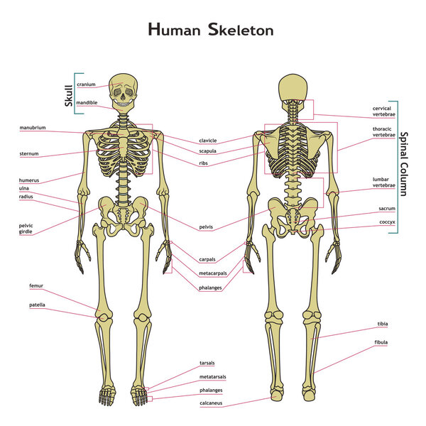 Human skeleton, front and rear view with explanatations.