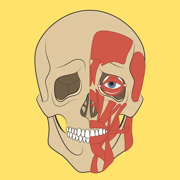 Calavera humana con sistema muscular . — Vector de stock