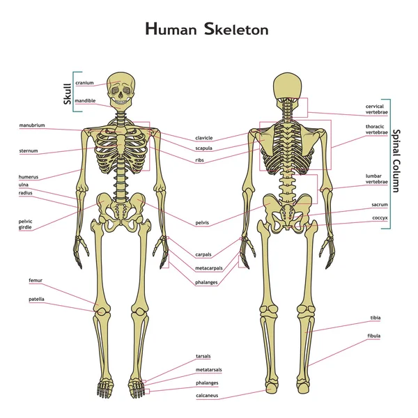 áˆ Skeletal System Diagram Stock Illustrations Royalty Free Skeletal System Pictures Download On Depositphotos