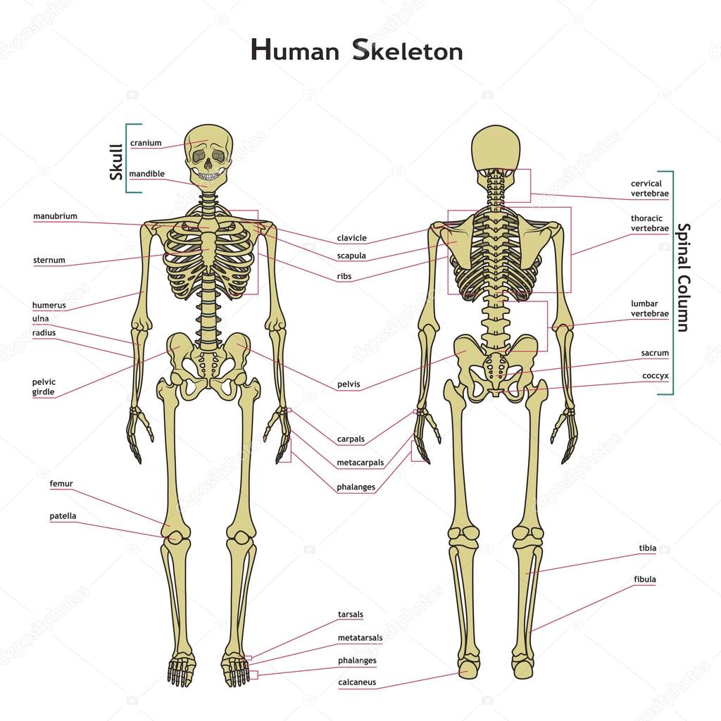 Human skeleton, front and rear view with explanatations.