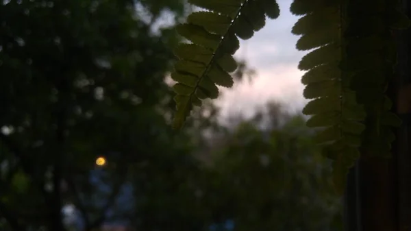 Blick Aus Dem Fenster Einem Frischen Abend Mit Pflanzen — Stockfoto