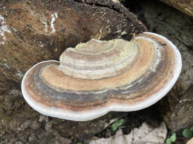 Tayland 'da egzotik yağmur ormanlarında büyük mantar.