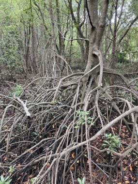 Tayland 'daki Mangrove Ormanı.
