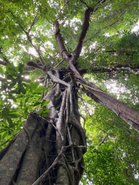Tayland 'da güzel, egzotik, tropikal yağmur ormanları.