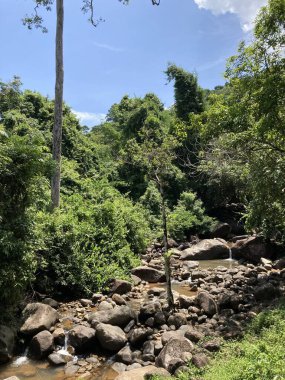 Tayland 'da güzel, egzotik, tropikal yağmur ormanları.